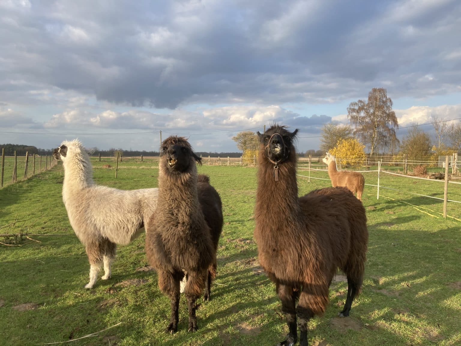 JoerißenKultur: Einladung zum Lama-Spaziergang am 30.8.