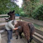 Artikel in der RP über unsere Lama-Wanderung