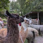 Artikel in der RP über unsere Lama-Wanderung