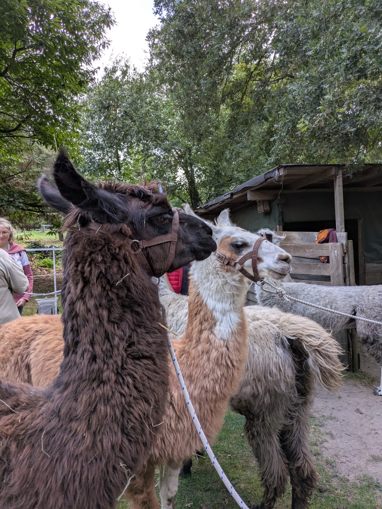 Artikel in der RP über unsere Lama-Wanderung