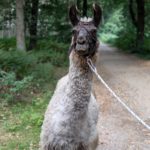 Artikel in der RP über unsere Lama-Wanderung