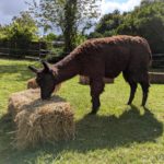 Artikel in der RP über unsere Lama-Wanderung