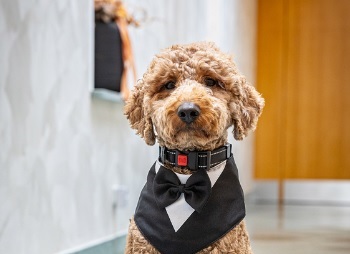 Der Neue im Team: Labradoodle "Morris"